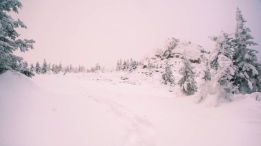 Pembe günbatımında kar ağaçları. Kışın yamaçta donmuş orman