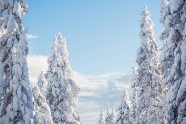 Firavun dalları, sarmaşıktır. Kış doğası, karlı orman