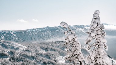 Çam ormanları güneşli kış günlerinde bir dağ tepesinde karla kaplıdır.