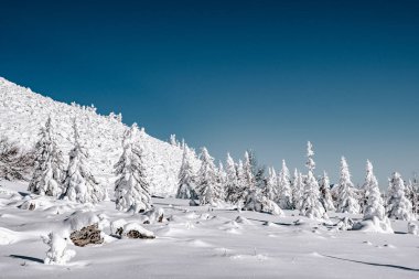 Mavi gökyüzünün altındaki kış ormanı manzarası. Güneşli bir günde kar fırtınalı dağ vadisi
