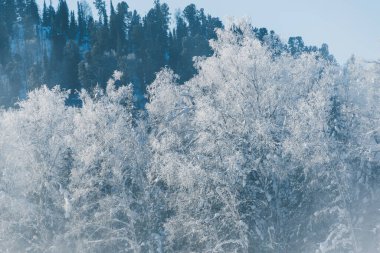 Tepenin yamacındaki çam ormanı. Karların altında donmuş ağaçlar