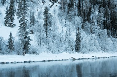 Nehir kıyısındaki kar ormanı. Sudaki buz ağaçlarının yansıması.