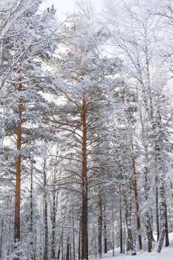 Kış ormanında uzun çam ağaçlarının sarı gövdeleri. Ağaçların dalları taze karla kaplıdır..