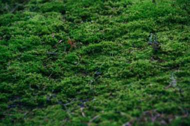 Kadife halı gibi kalın yeşil yosun doğal arka planı oluşturur.