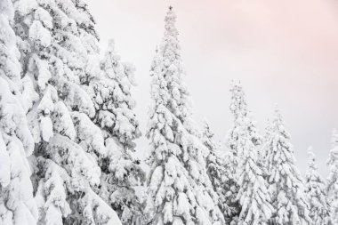 Yoğun dalları kar yığınlarıyla kaplı kış ormanı