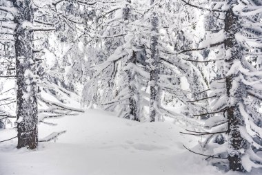 Donmuş dalları olan yoğun bir orman. Orman yolculuğunun kış atmosferi, ağaçların üzerindeki yumuşak kar