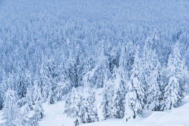 Yoğun kar ormanı. Tepeyi kaplayan donmuş köknar ağaçlarının kış manzarası