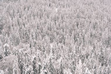 Tepenin yamacında kar ağaçları. Arka planda donmuş yoğun kış ormanı.