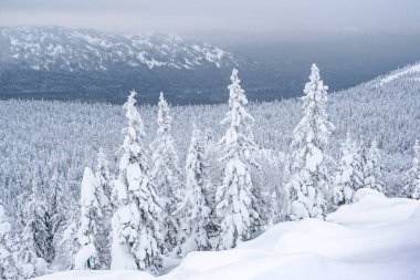 Karla kaplı ağaçlarla kaplı bir orman. Kar yağdıktan sonra dallara kar düşer..