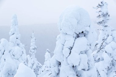 Örtülü buz ağaçları ormanı. Donmuş dağ yamacındaki kar canavarları güneşli kış gününde