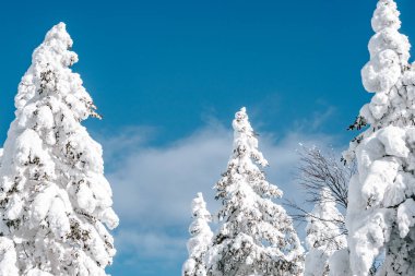 Mavi gökyüzünün altındaki kış ağaçları. Karların altındaki köknar dallarının üst dalları.