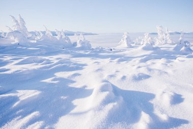 Firavun dalları, sarmaşıktır. Kış doğası, karlı orman