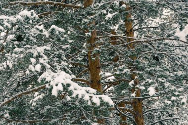 Soğuk bir günde çam ormanı. Ağaçların dalları don ve karla kaplıdır..