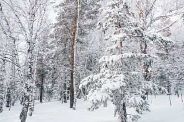 Karlı kış ormanlarının manzarası. Ağaçların dalları don ve buzla kaplıdır.