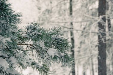 Çam dalları hafif karla kaplıdır. Kış ormanının donmuş kozalaklı iğneleri