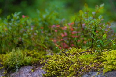 Yaz ormanında kayaların üzerinde yeşil yosun. Görüntü olarak, arka plan küçük çalılıklardan oluşur. Tundrada sulu bitkiler