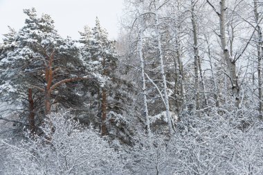 Buzlu ormanlarda karla kaplı ağaç dalları.