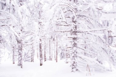 Donmuş dalları olan yoğun bir orman. Orman yolculuğunun kış atmosferi, ağaçların üzerindeki yumuşak kar
