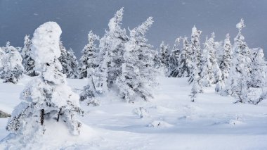Kış ormanında kar fırtınası. Karlar donmuş köknar ağaçları arasında uçar ve mavi gökyüzünü yansıtır. Ağaçlar buz ve soğuk rüzgarla kaplıdır..