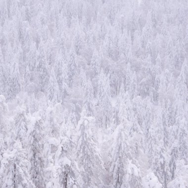 Tepenin yamacında kar ağaçları. Arka planda donmuş yoğun kış ormanı.