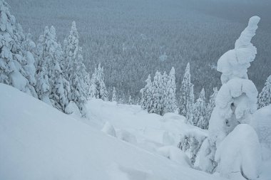 Örtülü buz ağaçları ormanı. Donmuş dağ yamacındaki kar canavarları güneşli kış gününde