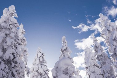 Mavi gökyüzünün altındaki kış ağaçları. Karların altındaki köknar dallarının üst dalları.