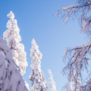 Karla kaplı ağaçların tepeleri sabah güneşiyle aydınlanır. Mavi yazın altında buzlu ormanlı kış manzarası. Ağaçların dalları karın ağırlığı altında eğilmiş..