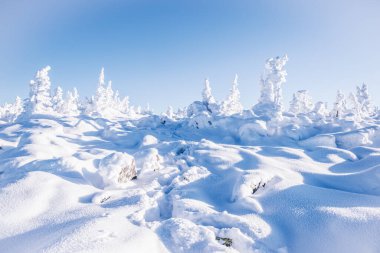 Firavun dalları, sarmaşıktır. Kış doğası, karlı orman