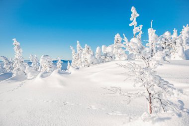 Tepenin yamacındaki kar ağaçları. Parlak mavi gökyüzünün altında köknar manzarası. Derin karlar altında donmuş dallar ve vahşi hayvanların izleri..