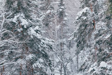 Soğuk bir günde çam ormanı. Ağaçların dalları don ve karla kaplıdır..