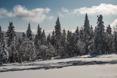 Soğuk bir günde kış ormanı. Mavi gökyüzündeki ağaçların tepelerinde. Köknar ağacının önünde kayak pisti ve seyahat yolu var..