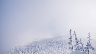Tepedeki kar ormanlarının kış manzarası. Ağaçların dalları, donmuş dallar ve buz gibi sisle doludur.