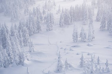 Dağların yamaçlarında karla kaplı ilk buzlar. Kış ormanında stoklama