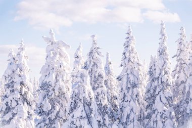 Kış manzarası, soğuk bir sabah. Karla kaplı fidan ağaçları