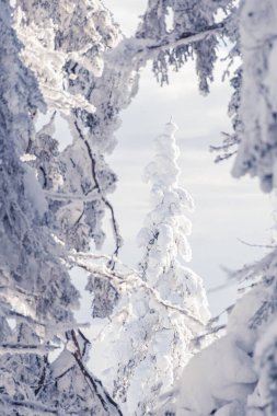 Karla kaplı dallar, tek bir köknar ağacının donduğu bir çerçeve oluşturuyor. Rime 'li ağaçlar. Dikey oryantasyon. Kış manzarası ve tatil atmosferi.