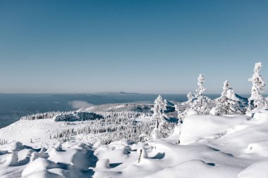 Karlı tepenin yamacındaki kozalaklı orman. Köknar ağaçlarıyla kaplı kış manzarası