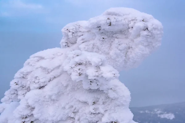 Forest of covered ice trees. Snow monsters on frozen mountainside sunny winter day