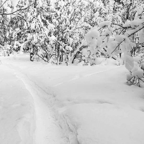 Kış çam ormanlarında dar kar yolu