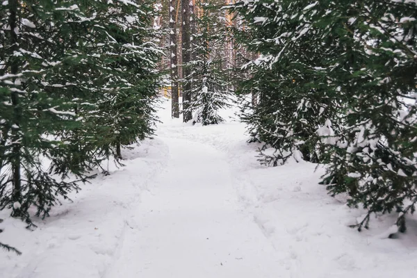 Camino Bosque Entre Los Árboles Nieve Bosque Invierno — Foto de Stock