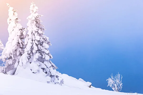 Two trees covered with snow on hillside. Tops of fir trees are lit by pink dawn. Place for text in blue sky. Branches in frost and ice in winter landscape