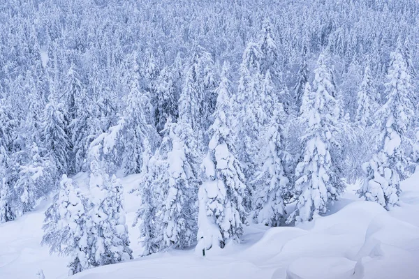 Yoğun kar ormanı. Tepeyi kaplayan donmuş köknar ağaçlarının kış manzarası