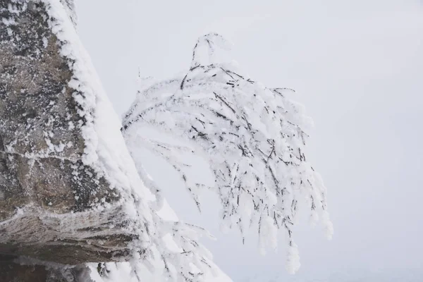 Alone tree leaned over precipice. Branches of tree are covered with frost and snow. Plant on side of cliff on winter day. Symbol of fortitude and survival