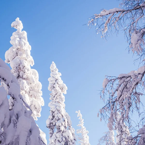 Karla kaplı ağaçların tepeleri sabah güneşiyle aydınlanır. Mavi yazın altında buzlu ormanlı kış manzarası. Ağaçların dalları karın ağırlığı altında eğilmiş..