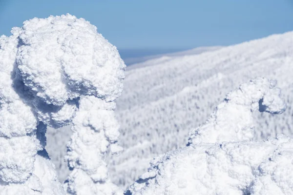 Forest of covered ice trees. Snow monsters on frozen mountainside sunny winter day