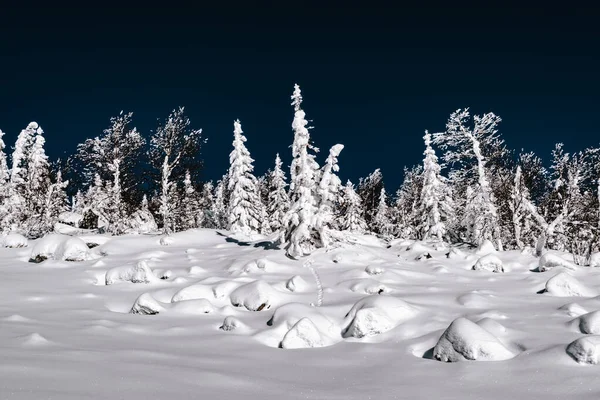 Mavi gökyüzünün altındaki kış ormanı manzarası. Güneşli bir günde kar fırtınalı dağ vadisi