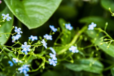 Yeşil bahçede çiy damlaları olan küçük mavi çiçekler