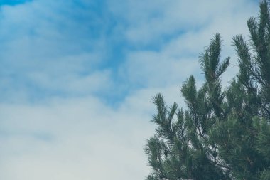 Mavi bulutlu gökyüzüne karşı yeşil kozalaklı çam dalları. Metin için kopyalama alanı