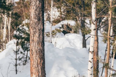 Kış ormanlarında çam ağaçları ve huş ağaçları. Kış ormanlarında kar yağışı