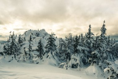 Kozalaklı orman kar fırtınasından sonra karla kaplıdır. Köknar ağaçlarının dallarında buz. Ufukta, kara bulutların altındaki dağ zirvesi.