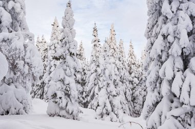 Donmuş dalları olan yoğun bir orman. Orman yolculuğunun kış atmosferi, ağaçların üzerindeki yumuşak kar